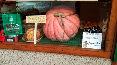 La gran calabaza en su escaparate 
