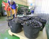 En la imagen, almeja almacenada ayer para su venta en la lonja de Barallobre. 