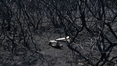 Restos �seos de un animal, en medio de la destrucci�n del incendio en A Curota.