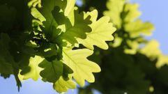 El roble es una de las especies representadas en los bosques de Viasc�n y San Xurxo de Sacos