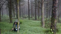 Los lotes vendidos eran 53.000 metros c�bicos de pino