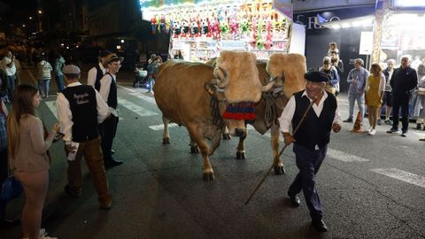 Los bueyes que tiraron los carros realizaron un recorrido en sentido inverso antes del inicio del desfile