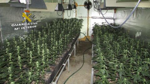 Plantaci�n clandestina de marihuana, en una imagen de archivo.