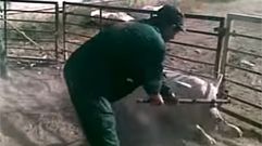 V�deo de los maltratos a los cerdos en Murcia