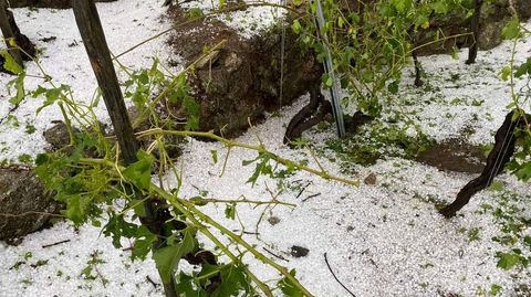 Cepas arrasadas por el pedrisco, el pasado mi�rcoles, en la ribera chantadina de San Fiz