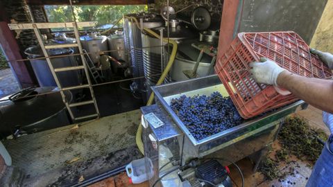 Entrada de uva tinta en una de las bodegas acogidas a Ribeira Sacra