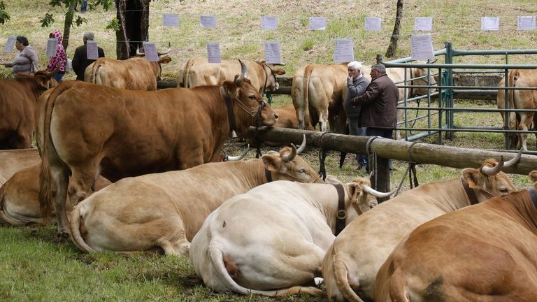La feria ofrece concurso de ganado y gastronom&iacute;a