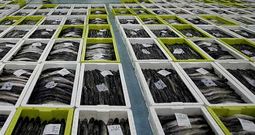 La merluza ser� una de las especies objetivo del estudio Parasite, pionero en Europa que se coordina desde Vigo.