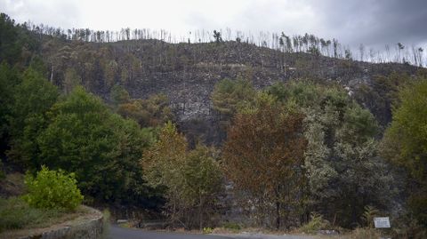 En el incendio de Pantn y Sober ardi de todo, desde arbolado autctono hsata vias pasando por grandes plantaciones de pino