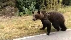 Osa herida localizada entre Proaza y Teverga