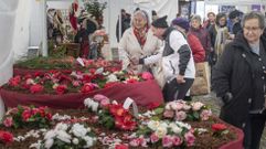 Imagen de archivo de la Festa da Camelia de Vedra.