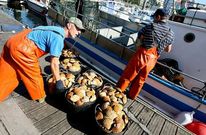 Mariscadores descargando vieira en el muelle para su traslado para evisceraci�n. 
