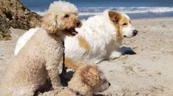 Benito, el caniche asesinado, con dos de los perros de Laura