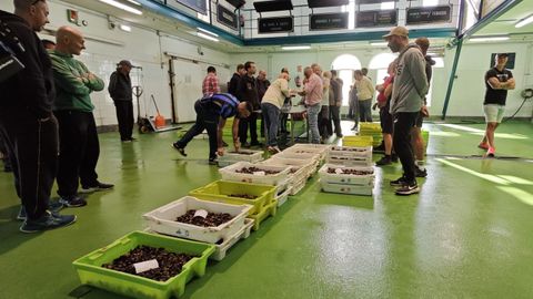 Subasta de percebe en Puerto de Vega, lonja de referencia de la especie en Asturias