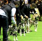 Los due�os acicalan a sus mascotas antes de salir a las pistas en las que los jueces dan su puntuaci�n.