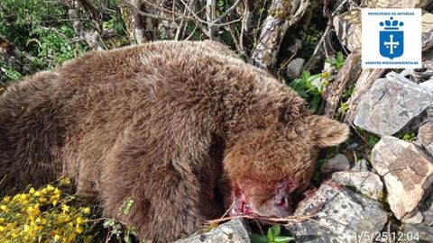Oso muerto en Cangas del Narcea