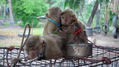 Monos cautivos utilizados para la recoleccin de cocos