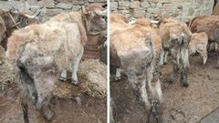 Estado de las vacas localizadas