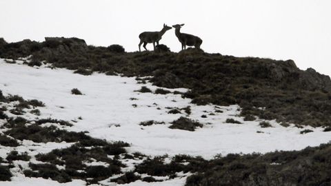 Venadas en la nieve de las proximidades del puerto asturiano de San Isidro