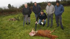 Los ganaderos hablan de la muerte de reses a causa de los lobos