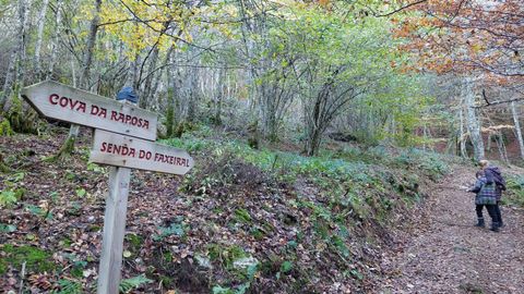 Hayedo de Busmayor. La ruta est siempre sealizada