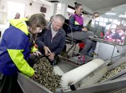 El lunes el berberecho inund� las lonjas de la r�a de Noia, donde arranc� la campa�a marisquera. 