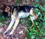 El pastor alem�n apareci� en el lugar de Gradoi.