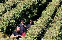 El control de los vi�edos es clave para la aplicaci�n justa de productos fitosanitarios.