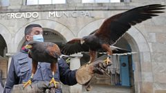 Mora y Otea, las dos �guilas que ahuyentar�n a las palomas del interior del mercado municipal de Pontevedra