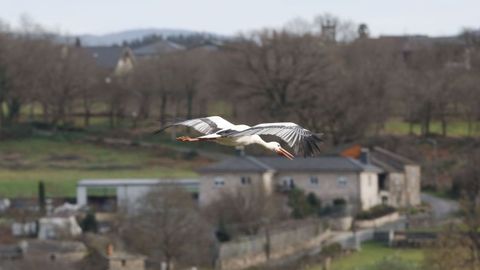 Vilapedre, en Sarria, y Maceda, en Lncara, son los lugares con mayor presencia de estas aves