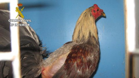 Un gallo mutilado