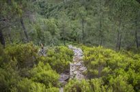 La vegetaci�n cubre el foxo de lobos de Monteagudo, de gran valor hist�rico y etnogr�fico. 