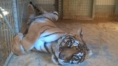 Un tigre