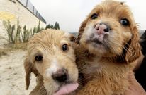 Pinar do Rei est� lleno de cachorros cari�osos dispuestos a formar parte de una familia. 