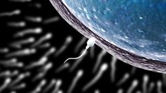 Recreaci�n de un espermatozoide fecundando un �vulo.