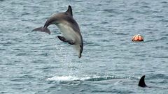 Una manada de delfines se adentra en el puerto de Cari�o