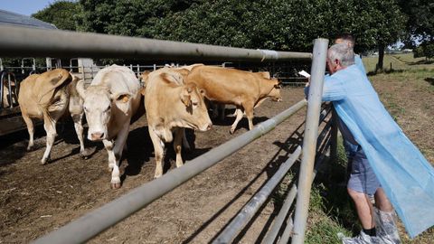 Varios ganaderos observan las reses que subasta el CIAM de Mabegondo.
