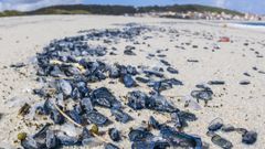 Medusas varadas en la playa de Laxe el pasado mes de abril.