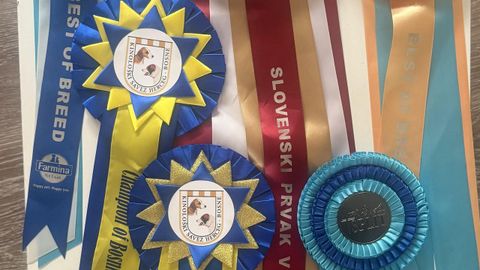 Rosetas que ha logrado Runa en competiciones en el extranjero