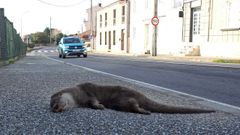 Un ejemplar de nutria muerto esta semana en el arcn en la DP-7307, en Castieiras.