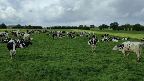 Vacas en un prado gallego, en una imagen de archivo