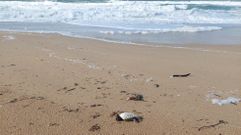 Un frailecillo muerto en A Lanzada. Se recomienda a los visitantes que tengan cuidado al pisar la arena porque hay muchos semienterrados