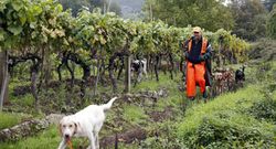 La caza mueve cien millones de euros al a�o en Galicia. 