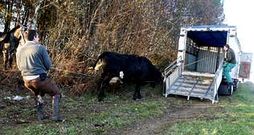 La vaca dio mucha guerra antes de ser subida al cami�n.