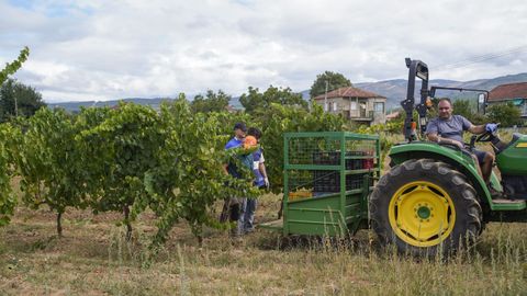 Vendimia en Monterrei