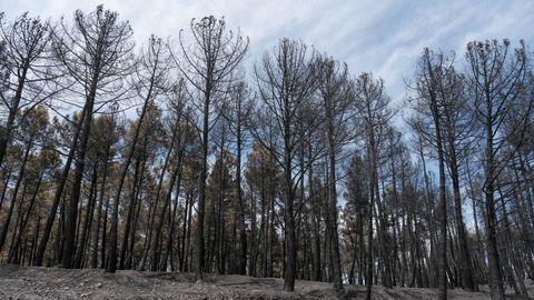 El incendio que se inici&oacute; el pasado jueves en La Mierla, en la Sierra Norte de Guadalajara, ha afectado ya a unas 5.400 hect&aacute;reas desde que fue detectado, el 90 por ciento de la superficie afectada perteneciente al Parque Natural de la Sierra Norte, y ha hecho necesario evacuar otra localidad, con lo que ya son 12 los municipios desalojados con unas 600 personas desplazadas.