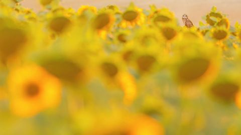 Un b�ho posa en un campo de girasoles