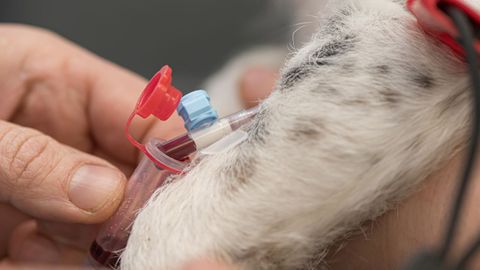 Un�veterinario prepara a un perro para una cirug�a y coloca medicaci�n intravenosa.