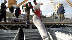 Imagen de archivo de una descarga de pez espada congelado, en Mar�n