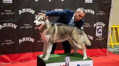 En Lugo se busca a los mejores perros del pa�s